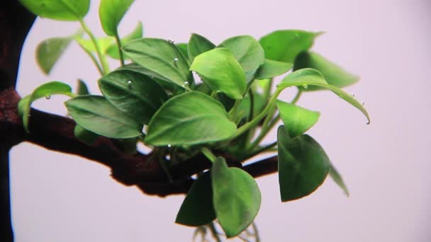 Anubis Rostlina Vodě Uvolňující Kyslíkové Bubliny Izolované Bílé Pozadí — Stock video