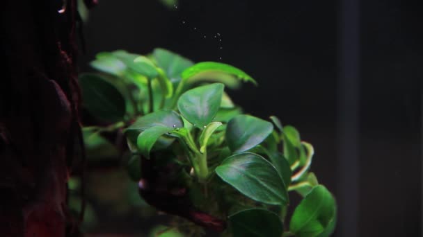 Zblízka Dramatický Moment Rostliny Anubias Uvolňující Kyslíkové Bubliny Listů Vodě — Stock video