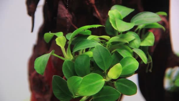 Anubias Waterplanten Vrijgeven Zuurstofbellen Het Water Dramatische Moment Sluiting Van — Stockvideo