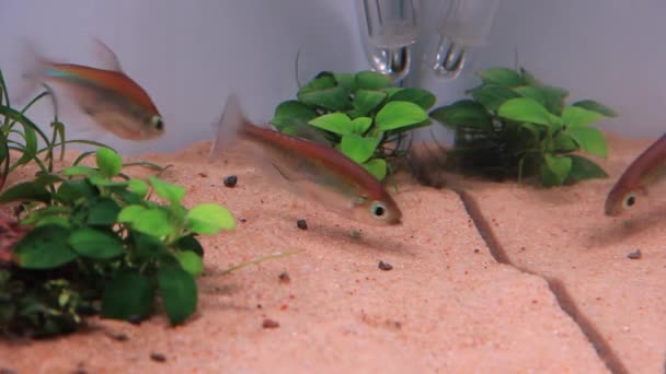 Ryba Tetra Kongo Żerująca Dnie Akwarium Phenacogrammus Interruptus — Wideo stockowe