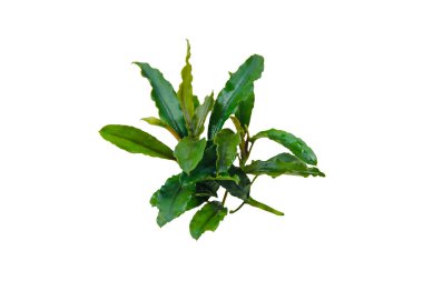 Bucephalandra sp 'Wavy Green' Akvaryum bitkisi beyaz arkaplanda izole