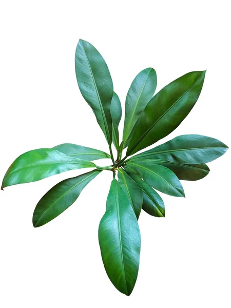 フィロデンドロン クラッセニルビウム熱帯植物は白地に単離された 緑の葉植物人気のある観葉植物クリッピングパスと隔離された白い背景 — ストック写真
