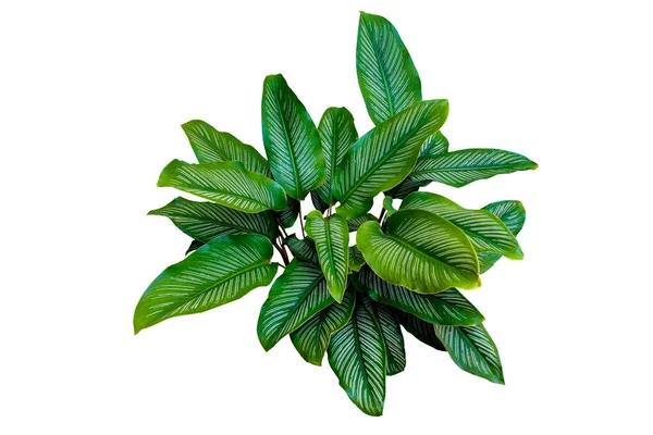 カラセア オラータ ピンストライプカラセア 熱帯の葉植物白い背景に隔離された人気の屋内植物 — ストック写真