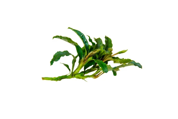 Schönheit Kleines Blatt Bucephalandra Oder Aquatische Araroid Pflanze Isoliert Auf — Stockfoto
