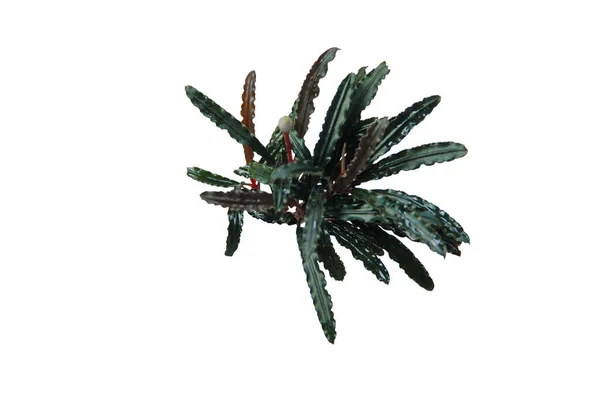 Beyaz zemin üzerinde izole edilmiş su eğreltiotu (mikro pteropus dar)