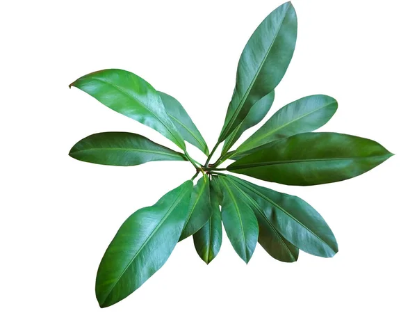 Hermosa Planta Tropical Filodendro Crassinervium Verde Aislado Sobre Fondo Blanco — Foto de Stock