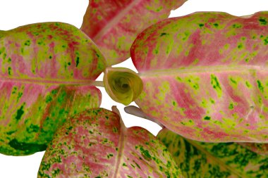 Aglaonema Pembesi (Aglaonema Lady Valentin) beyaz arka planda izole bırakılır. Kırpma yolu dahil