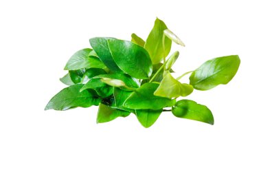 Egzotik Sarı Yapraklar Anubias Nana Altın Akvaryum bitkisi beyaz arka planda izole edilmiş, kırpma yolu dahil