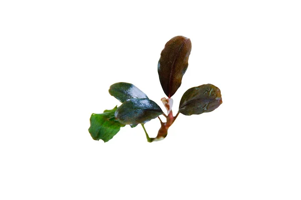 Hojas Brillantes Bucephalandra Brownie Planta Acuario Aislada Sobre Fondo Blanco — Foto de Stock