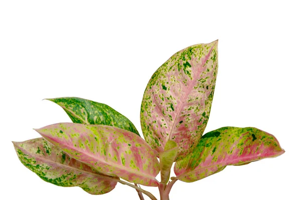 Trópusi Zöld Aglaonema Hölgy Valentin Rózsaszín Levelek Dísznövények Természet Elszigetelt — Stock Fotó