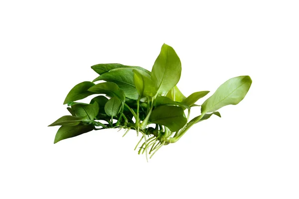 Side View Anubias Nana Χρυσαφένιο Δημοφιλές Φυτό Ενυδρείου Απομονωμένο Λευκό — Φωτογραφία Αρχείου