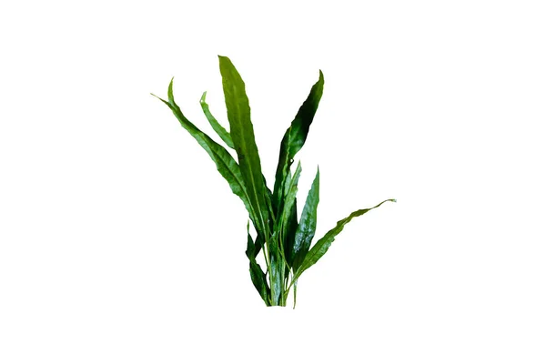 Vízi Növény Fern Microsorum Pteropus Keskeny Elszigetelt Fehér Alapon Nyírás — Stock Fotó