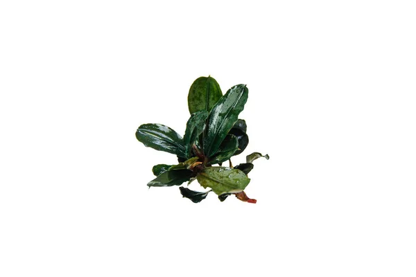 Bucephalandra Brownie Akvarium Växt Isolerad Vit Bakgrund Med Klippning Väg — Stockfoto