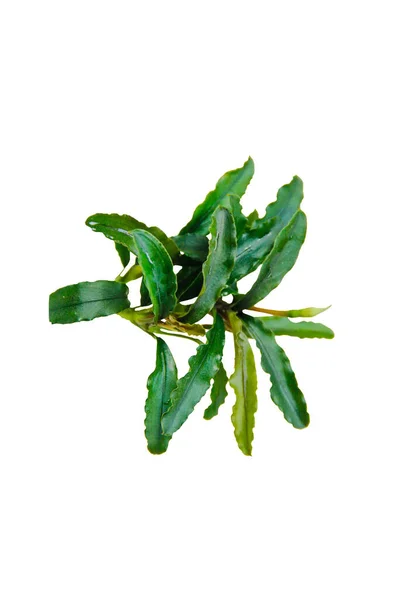 Bucephalandra sp Green (Buce Wavy Green) Popüler akvaryum bitkisi kırpma yolu ile beyaz zemin üzerinde izole
