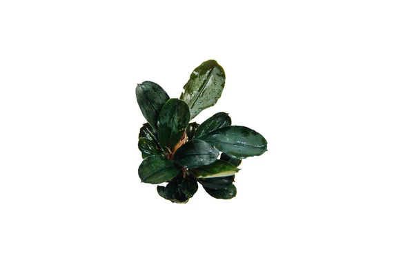 Exotiska Mörka Blad Bucephalandra Wavy Brownie Populär Vattenlevande Växt Isolerad — Stockfoto