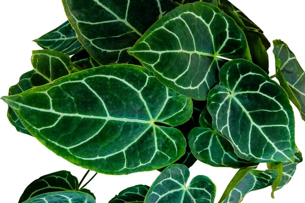 Nærbilde Vakre Blader Anthurium Clarinervium Anthurium Crystallinum Populær Tropisk Husplant – stockfoto