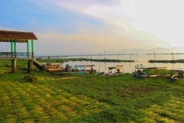 a stretch of water hyacinth plants which are dried on the edge of the lake by fishermen
