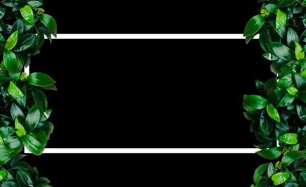 Dark green anubias nana leaves nature vertical frame border with white frame on black background