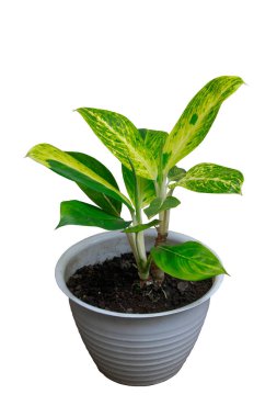 Aglaonema Sarı Yeşil yapraklar beyaz arka planda izole beyaz bir tencerede kırpma yolu ile