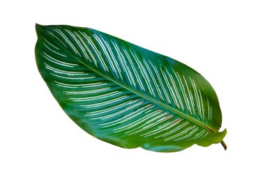 Beyaz Arkaplan 'da izole edilmiş tropik Calathea yaprakları, tropikal ev bitkisi ince çizgili Calathea, kırpma yolu dahil