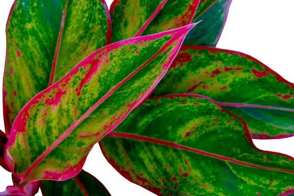 Güzellik yeşilliğini kapat Aglaonema Siam Aurora beyaz arka planda kırmızı ruj yaprakları ile. Kırpma yolu dahil