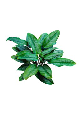 Calathea Ornata (Pin Stripe Calathea) beyaz arka planda izole edilmiş popüler süs ağacı bitkisi.