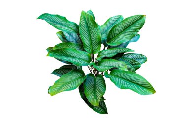 Calathea Ornata desenli yapraklar kırpma yolu ile beyaz arkaplan izole