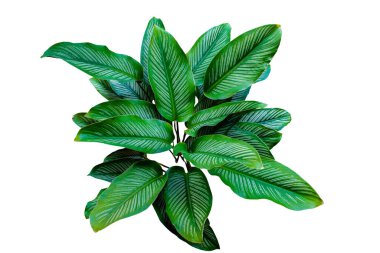Calathea Ornata (İnce çizgili Calathea) popüler ev bitkisini beyaz arka planda, kırpma yolu da dahil olmak üzere yalnız bırakır