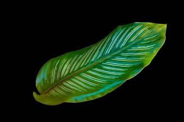 Yeşil yaprakları kapat şerit calathea ornata siyah arkaplanda kırpma yolu ile izole