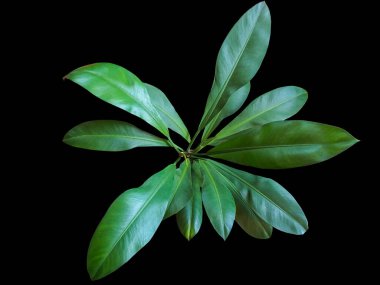 filodendron filodendronun tropikal yaprakları