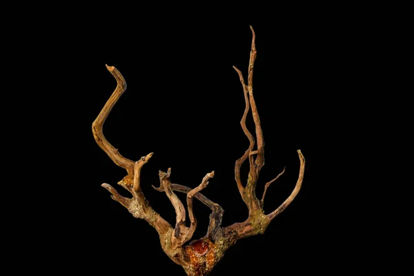 Siyah arkaplanda izole edilmiş süsleme için ölü ağaç kütükleri kırpma yolu da dahil. Kuru dal
