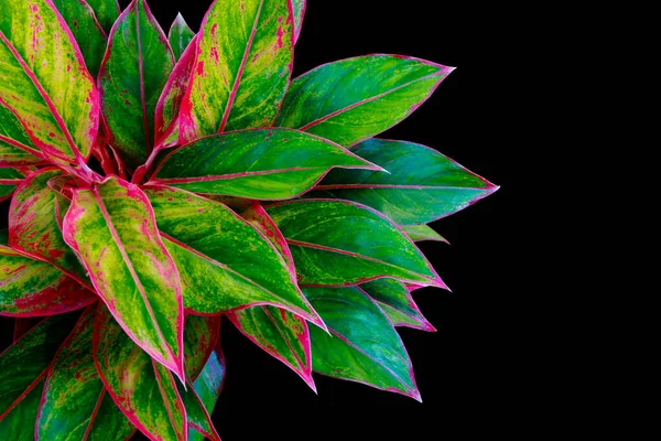 검은색 배경에 빨간색과 잎이있는 아름다움 아그레코마 오로라 클리핑 — 스톡 사진