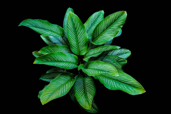 Calathea Ornata (İnce çizgili Calathea) popüler ev bitkisini siyah arka planda, kırpma yolu da dahil olmak üzere izole bir şekilde bırakır