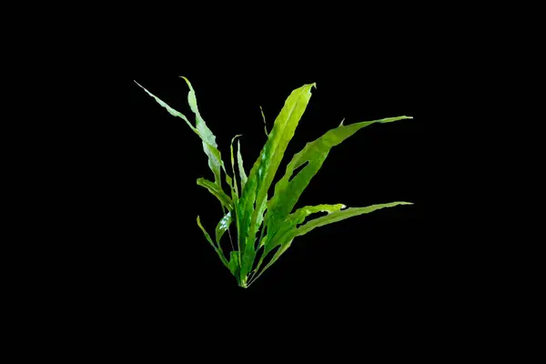 Siyah arka planda su bitkilerinin mikro yeşil yaprakları
