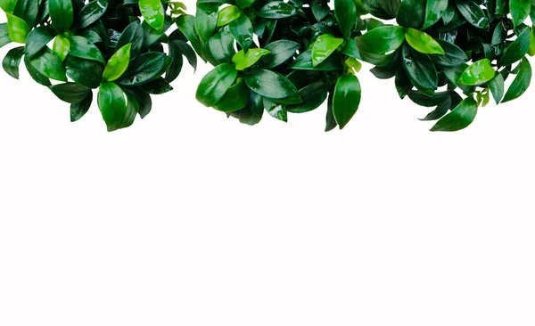 Anubias nana minyon yaprakları su bitkisi çalılık arka plan beyaz arkaplan