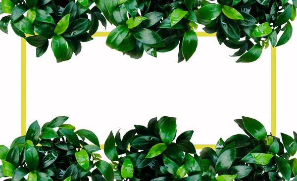 Koyu Yeşil Anubias Yaprağı Beyaz Arkaplanda Sarı Çerçeveli Bitkisi Çerçeve Telifsiz Stok Fotoğraflar