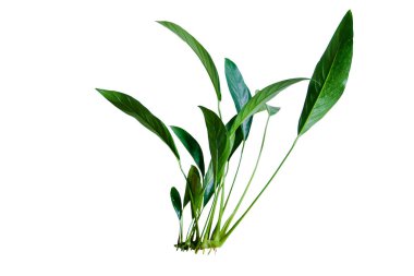 Beyaz arkaplanda izole edilmiş Anubias Congensis (Anubias Heterophylla) akvaryum bitkileri, kırpma yolu