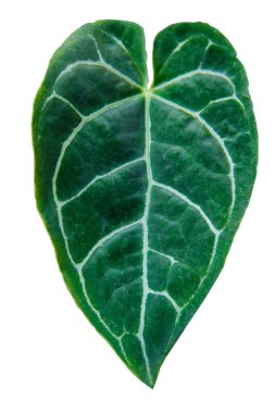 Kalp şeklindeki yeşil yapraklar Anthurium kristallinum (Anthurium Clarinervium) beyaz arka planda izole edilmiş tropikal ev bitkisini kırpma yolu ile eker.