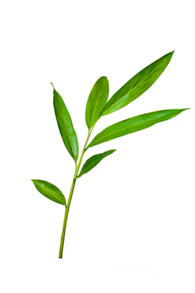 绿色生姜叶热带森林植物 在白色背景下与剪枝路径分离 — 图库照片