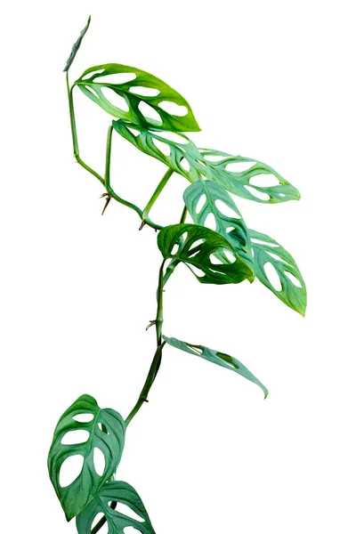 緑の葉モンステラアダンソニーイまたはモンステラモンキーホールは白い背景に隔離された熱帯熱帯雨林の家の植物を登る葉 含まれているクリッピングパス — ストック写真