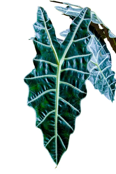 Блискучі Темні Листя Alocasia Amazonica Sanderiana Alocasia Amazonica Тропічні Тропічні — стокове фото