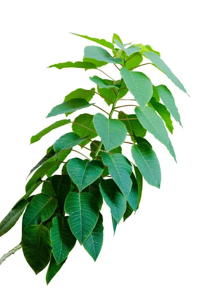 Bodhi Árvore Folhas Verdes Ficus Religiosa Planta Folhagem Tropical Isolado — Fotografia de Stock