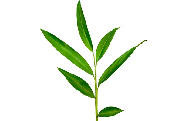 Mörkgrön Tropisk Växt Vit Ingefära Blad Hedychium Coronarium Isolerad Vit — Stockfoto