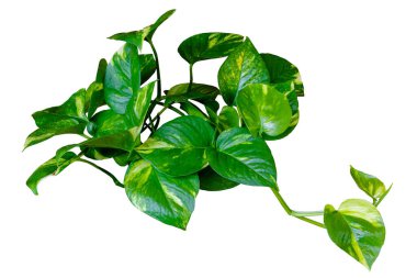 Epipremnum aureum (altın pothos), beyaz arka planda izole edilmiş kalp şeklindeki yapraklarla hava sarmaşık bitkisini temizler.