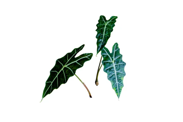 Tummanvihreä Lehtien Alocasia Amazonica Sanderiana Alocasia Polly Huonekasvien Rakenne Lehtiä — kuvapankkivalokuva
