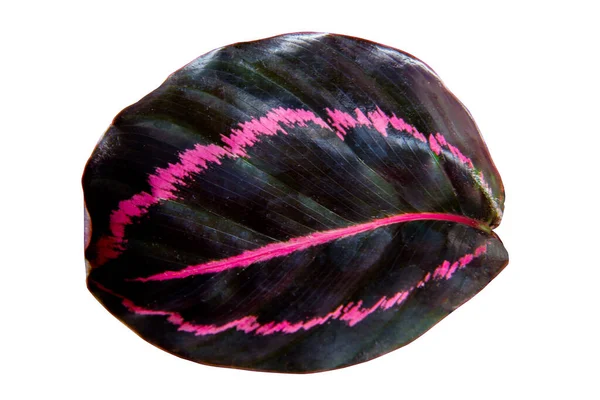 Calathea Black Rupstick 'in (calathea roseopicta) kara yaprağı, beyaz arka planda izole edilmiş tropikal bitki örtüsü, kırpma yolu