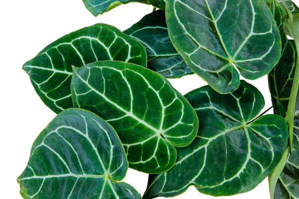 Beautiful dark velvety leaf of Anthurium Clarinervium a rare houseplant isolated on white background with clipping path
