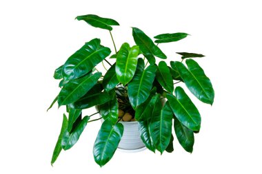 Philodendron Burle Marx (Philodendron imbe) yeşil, kırpma yolu ile beyaz arkaplanda izole edilmiş beyaz tencerede ev bitkisini terk eder