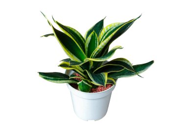 Sansevieria Golden Hahnii (Sansevieria trifasciata) beyaz arka planda izole edilmiş beyaz kaplarda popüler süs bitkisi.