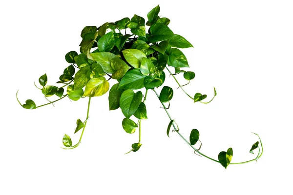 Epipremnum Aureum Golden Pothos Leaves Popular Hanging Vine Plant Home — Stock Photo, Image